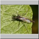 Chironomidae sp - Zuckmuecke 02a.jpg
